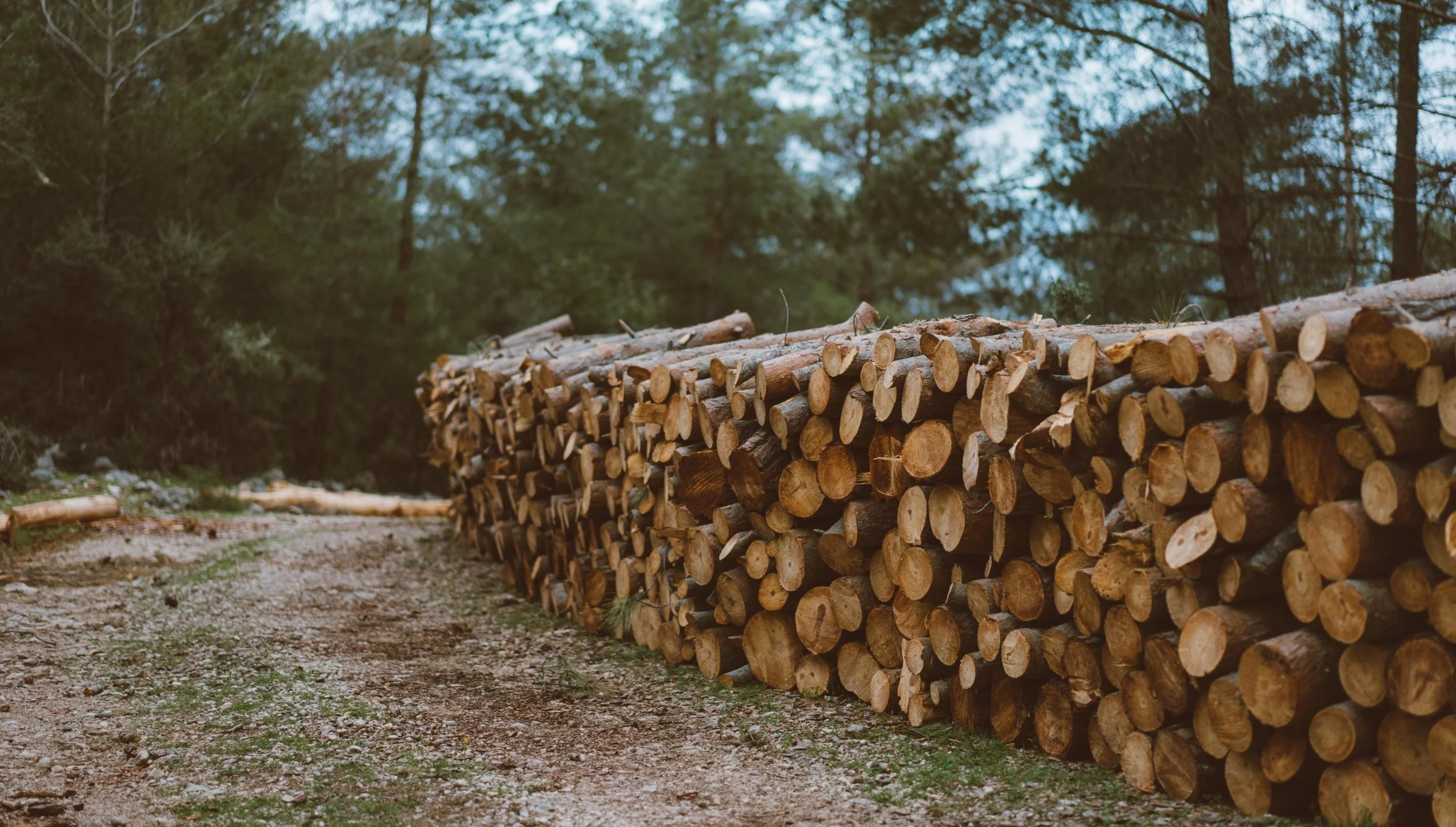 Managing supply chain crisis in lumber industry with sales-i